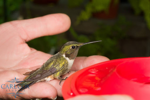 Garden Center «Victoria Gardens», reviews and photos, 1 Cottekill Rd, Rosendale, NY 12472, USA