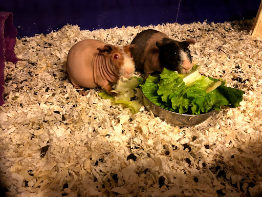 Pet Store «Pet Cove», reviews and photos, 820 E Center St, Kingsport, TN 37660, USA