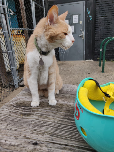 Bicycle Store «Baltimore Bicycle Works», reviews and photos, 1813 Falls Rd, Baltimore, MD 21201, USA