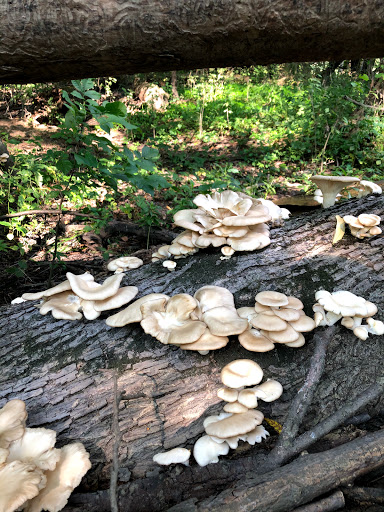 Golf Course «Edgebrook Golf Course», reviews and photos, 6100 N Central Ave, Chicago, IL 60646, USA