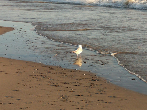 State Park «Woodlawn Beach State Park», reviews and photos, 3580 Lakeshore Rd, Blasdell, NY 14219, USA