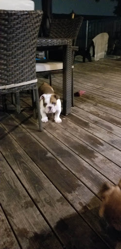 Pet Supply Store «Pet Supplies Plus», reviews and photos, 1031 Northwest Hwy, Garland, TX 75041, USA