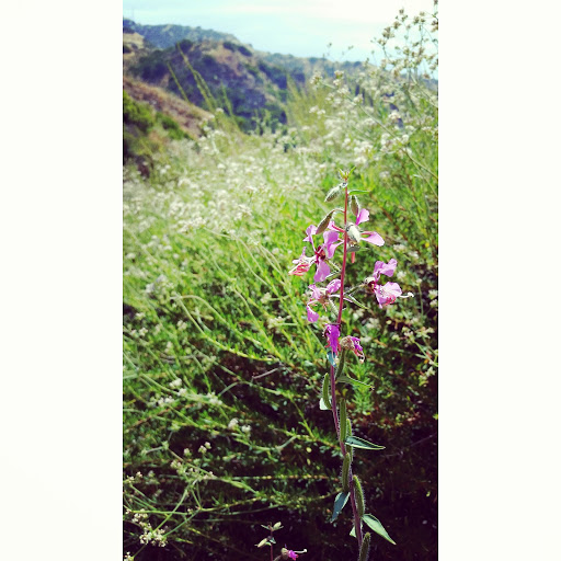 Tourist Attraction «Stough Canyon Nature Center», reviews and photos, 2300 E Walnut Ave, Burbank, CA 91504, USA