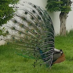 Photo n°3 de l'avis de Lederjacke1000. fait le 28/08/2020 à 17:44 sur le  Gaststätte Pfauengarten à Stödtlen