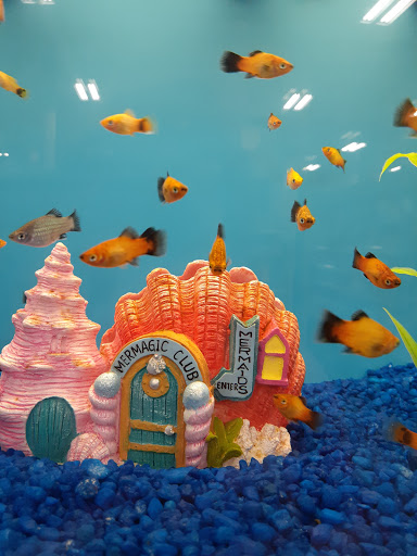 Pet Supply Store «PetSmart», reviews and photos, 1183 Berkshire Blvd, Wyomissing, PA 19610, USA