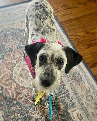 Pet Supply Store «Pet Supplies Plus», reviews and photos, 14839 Detroit Ave, Lakewood, OH 44107, USA