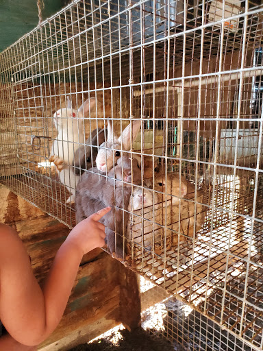 The Bunny Farm Corp