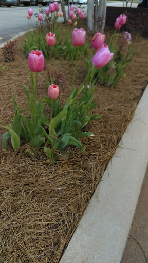 Attraction «Elvis Presley Birthplace», reviews and photos, 306 Elvis Presley Dr, Tupelo, MS 38801, USA