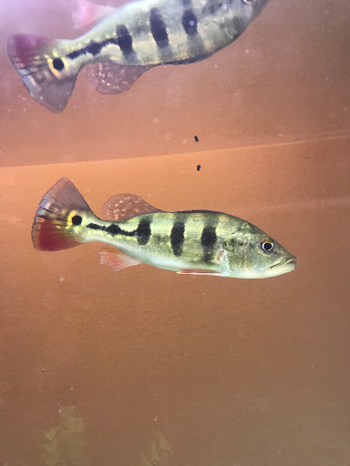 Pet Store «Pets Plus - Quakertown», reviews and photos, 117 S West End Blvd, Quakertown, PA 18951, USA