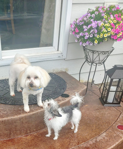 Pet Supply Store «PetSmart», reviews and photos, 47142 Michigan Ave, Canton, MI 48188, USA