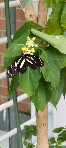 Botanical Garden «White River Gardens», reviews and photos, 1200 W Washington St, Indianapolis, IN 46222, USA