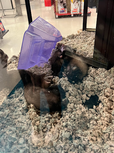 Pet Supply Store «Petco Animal Supplies», reviews and photos, 2230 Marlton Pike W #3, Cherry Hill, NJ 08002, USA