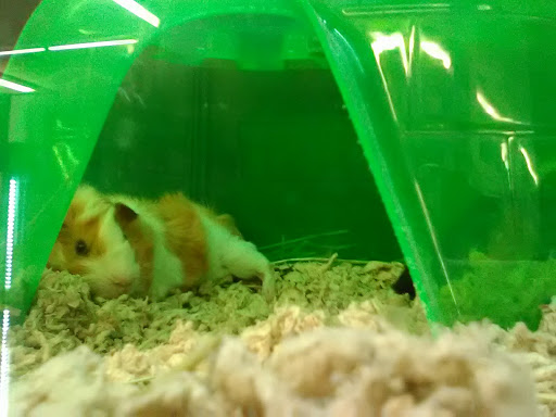 Pet Supply Store «Pet Supplies Plus», reviews and photos, 2410 Laporte Ave, Valparaiso, IN 46383, USA