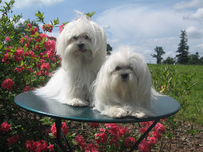 Élevage Domaine des Landes : éleveur de Shih-tzu et Bichon Maltais, Manche en Normandie France à Le Teilleul