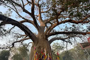 Baobab tree Ganpatpura image