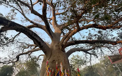 Baobab tree Ganpatpura image