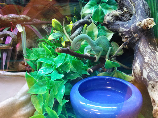 Pet Supply Store «PetSmart», reviews and photos, 211 W Alexander St A, Plant City, FL 33563, USA