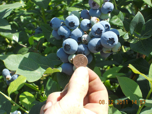 Produce Market «Klock Blueberry Farm», reviews and photos, 931 NE Salzman Rd, Corbett, OR 97019, USA