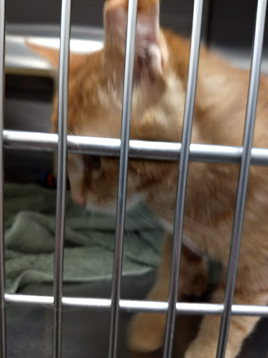 Pet Supply Store «PetSmart», reviews and photos, 160 Wadsworth Blvd, Lakewood, CO 80226, USA