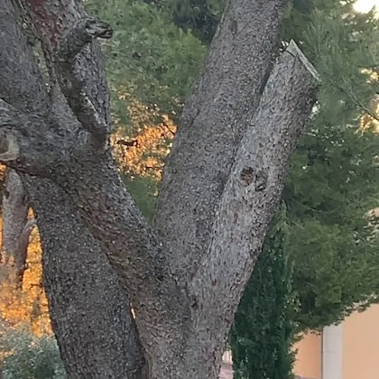 Vidéos Gîte Le Mas Saint Gens Les Maisons de Vacances 84200 Carpentras