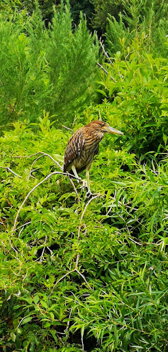 Park «Cypress Wetlands», reviews and photos, 1700 Paris Ave, Port Royal, SC 29935, USA