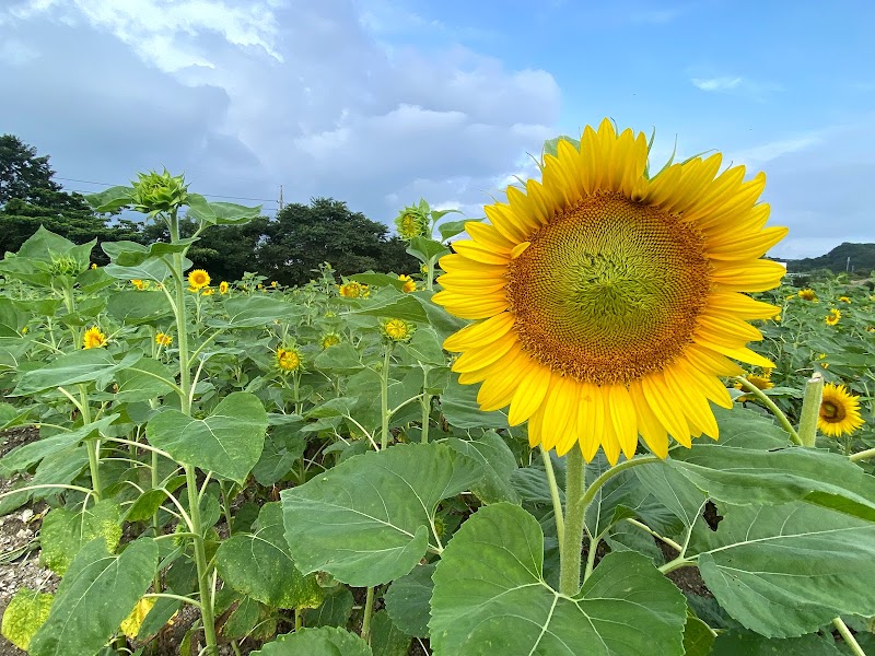 観光農園 花ひろば