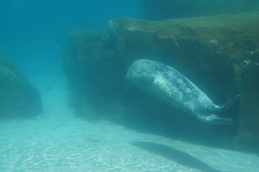 Zoo «Kovler Sea Lion Pool», reviews and photos, 2001 N Clark St, Chicago, IL 60614, USA