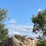 Photo n° 12 de l'avis de Sandrine. fait le 30/09/2023 à 17:48 pour ZooParc de Beauval à Saint-Aignan