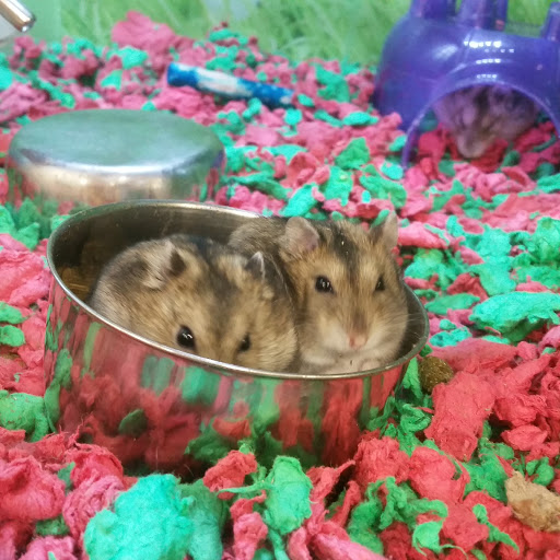 Pet Supply Store «PetSmart», reviews and photos, 215 N Burkhardt Rd, Evansville, IN 47715, USA