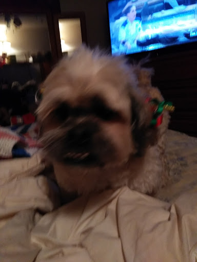 Pet Supply Store «Pet Supplies Plus», reviews and photos, 3205 W 115th St, Merrionette Park, IL 60803, USA