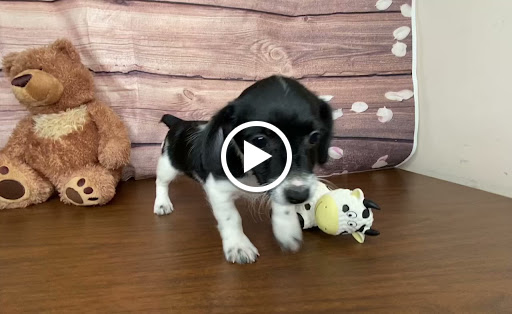 Pet Store «Puppy Love», reviews and photos, 4802 Valley View Blvd NW Uf290, Roanoke, VA 24012, USA