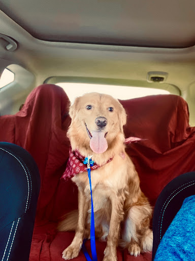 Pet Groomer «Woof Gang Bakery Rockwall», reviews and photos, 832 Steger Towne Rd, Rockwall, TX 75032, USA