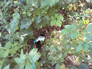 Man Mound Park - photo 11