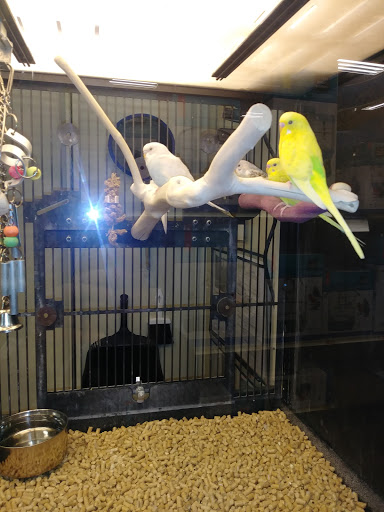 Pet Supply Store «PetSmart», reviews and photos, 3260 Stockton Hill Rd, Kingman, AZ 86409, USA