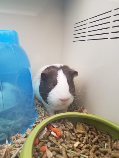 Pet Supply Store «Pet Supplies Plus», reviews and photos, 375 Paterson Ave #105, Wallington, NJ 07057, USA