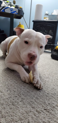 Pet Supply Store «Petco Animal Supplies», reviews and photos, 390 Universal Dr N, North Haven, CT 06473, USA