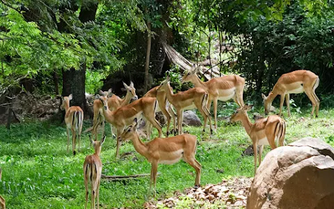 KWS-Kisumu Impala Sanctuary image