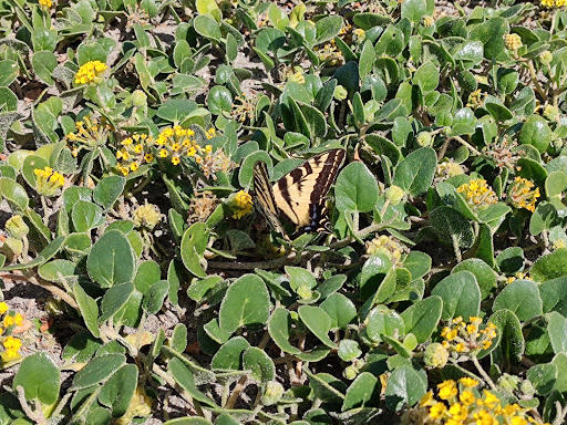 Tourist Attraction «Tillicum Village», reviews and photos, Blake Island, Port Orchard, WA 98366, USA