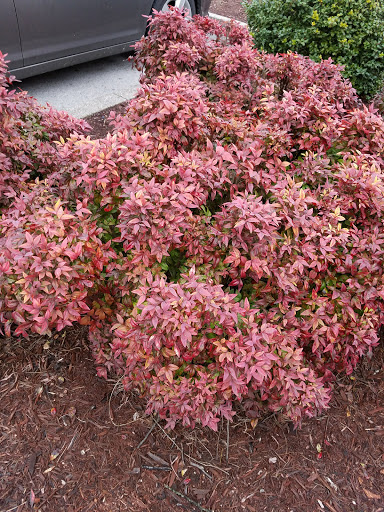 Shoe Store «Shoe Carnival», reviews and photos, 2945 Scottsville Rd, Bowling Green, KY 42104, USA