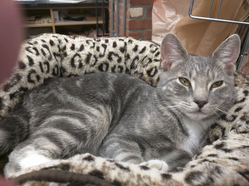 Hardware Store «R W Hine Ace Hardware», reviews and photos, 231 Maple Ave, Cheshire, CT 06410, USA