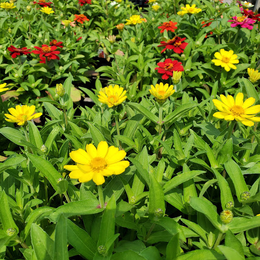 Plant Nursery «HOUSTON PLANTS & GARDEN WORLD», reviews and photos, 16726 North Fwy, Houston, TX 77090, USA