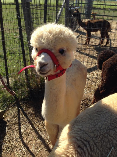 Livestock Breeder «Quarry Critters Alpaca Ranch», reviews and photos, 580 Basehoar Rd, Littlestown, PA 17340, USA