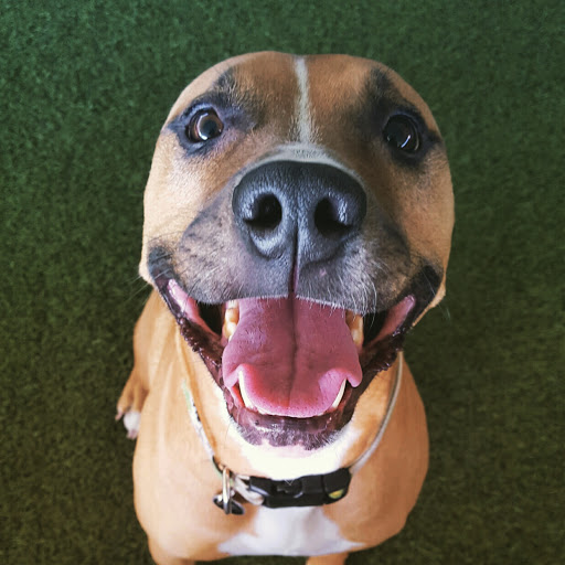 Dog Day Care Center «The Bowhaus Pet Company», reviews and photos, 2472 E Colorado Blvd, Pasadena, CA 91107, USA