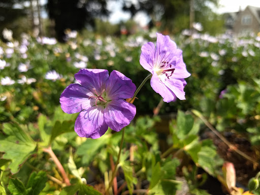 Landscaper «Garden Greenhouse & Nursery», reviews and photos, 1919 U.S. 9, Cape May Court House, NJ 08210, USA