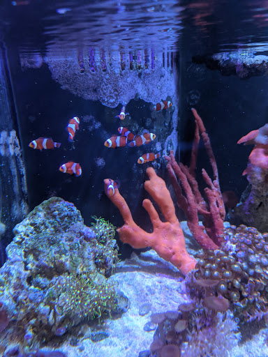 Tropical Fish Store «Fishy Business Aquatics», reviews and photos, 4202 S Cleveland Ave, Fort Myers, FL 33901, USA