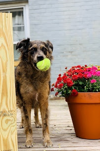 Buddys Dog Services - Photo 4 - Car repair in , Tulsa