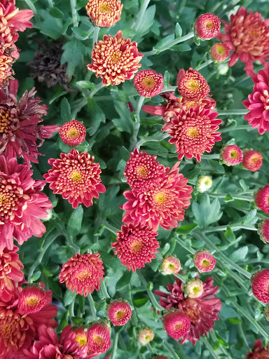 Wholesale Plant Nursery «Garden Fantasy», reviews and photos, 43250 Tyler Rd, Belleville, MI 48111, USA