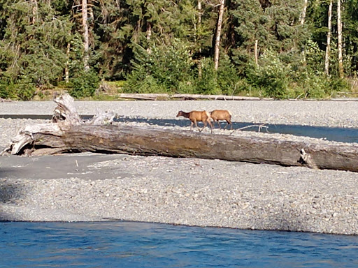 Campground «Hard Rain Cafe», reviews and photos, 5763 Upper Hoh Rd, Forks, WA 98331, USA
