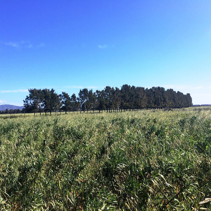 Herdade dos Salgados do Fialho