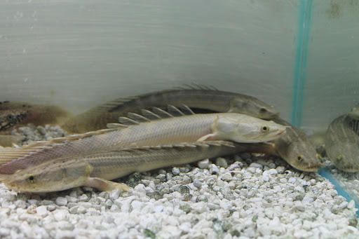 Pet Store «Aquarium Paradise», reviews and photos, 234 Washington Ave, Belleville, NJ 07109, USA